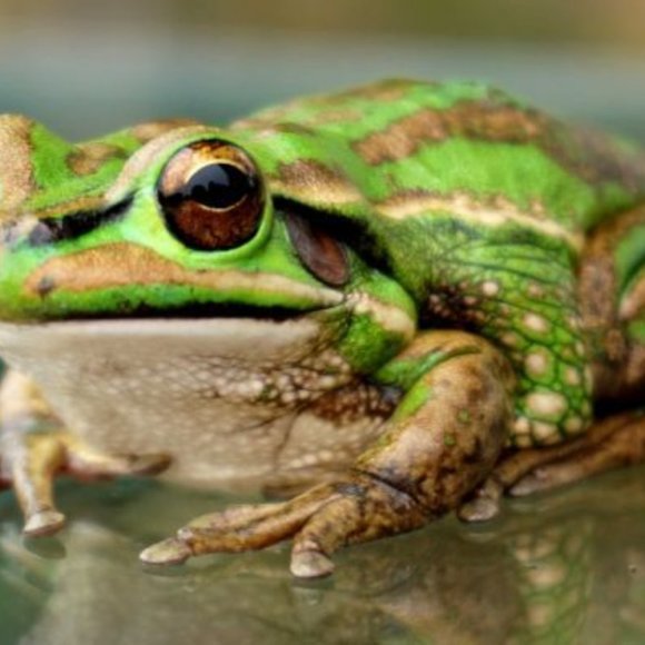 Meet your Posher, Hazel - Picture 1 of 1